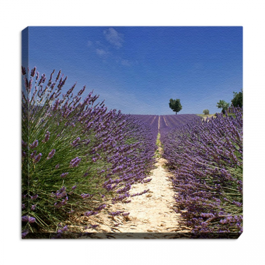 Leinwandprint Lavendel
